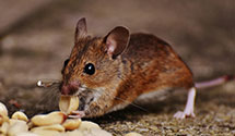 24 Hour & Emergency Exterminators in Osburn, ID